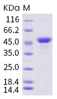 Recombinant Human CD40L 