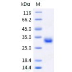 Recombinant Human CD40 