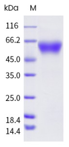 Recombinant Human CD47