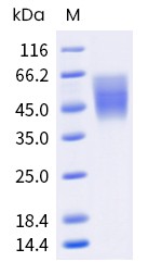 Recombinant Human CD86