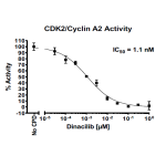 CDK2/CyclinA2 Kinase Assay Kit