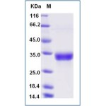 Human CD8A & CD8B Heterodimer Protein