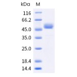 Recombinant Human CTLA4
