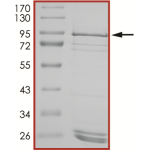 EGFR (D770_N771insY), Active