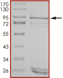 EGFR (D770_N771insY), Active