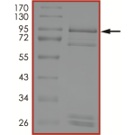 EGFR (T790M), Active