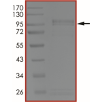 EGFR (L792F), Active