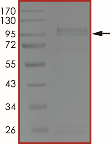 EGFR (L792F), Active