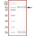 EGFR (S768I), Active