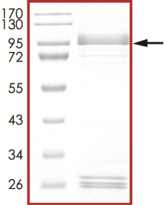 EGFR (S768I), Active