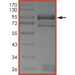 EGFR (L792H), Active