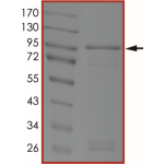 EGFR (K728A), Active