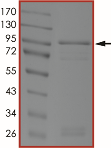 EGFR (K728A), Active