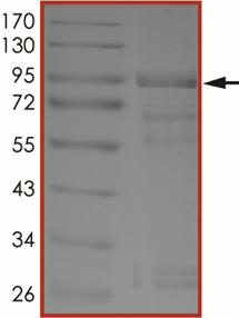 EGFR (R999A), Active