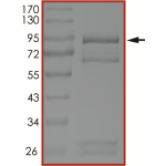 EGFR (C797S), Active