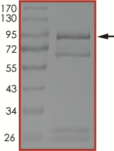 EGFR (C797S), Active