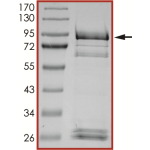 EGFR (G719S), Active