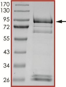 EGFR (G719S), Active