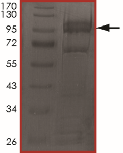 EGFR (d752-759), Active