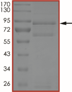 EGFR (L747S), Active