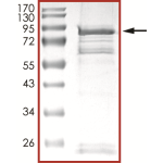 EGFR (C797A), Active