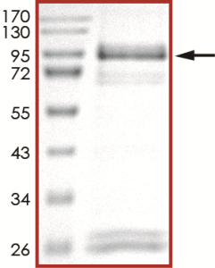 EGFR (D770_N771insNPG), Active