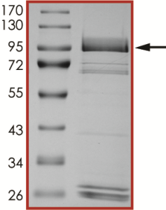 EGFR (D770GY), Active