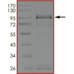 EGFR (A763_Y764insFQEA), Active