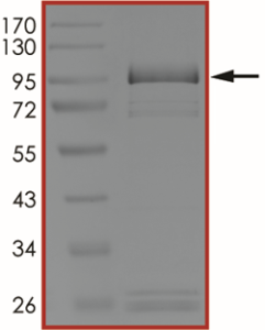 EGFR (A763_Y764insFQEA), Active