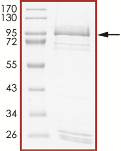 EGFR (V769-D770insGE), Active