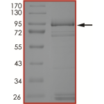 EGFR (N771-P772insH), Active