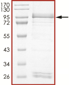 EGFR (N771_P772insN), Active