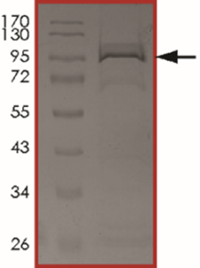 EGFR (A767_S768insTLA) Protein