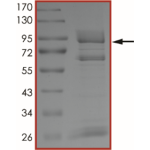 EGFR (D770GY), Active