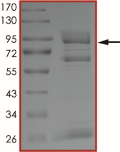 EGFR (D770GY), Active