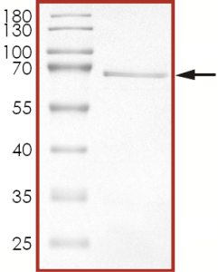 HER2 (d755-759), Active
