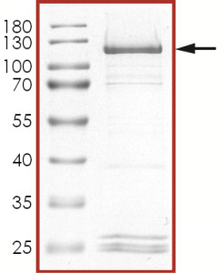 HER2 (E719K) Protein