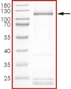 HER2 (D769H), Active