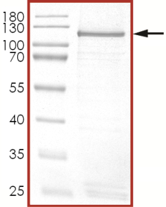HER2 (D769Y), Active