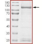 HER2 (V842I), Active