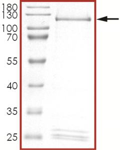 HER2 (I767M), Active