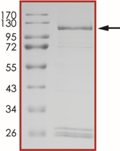 HER2 (T798I), Active