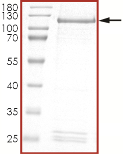 HER2 (G776VC), Active