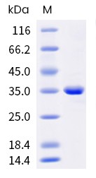 Recombinant Human FGL1