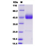Recombinant Human GITRL 