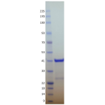 Kras G12A, GST-tag, GDP Loaded