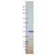 Kras Q61R, GST-tag, GDP Loaded