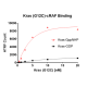 Kras G12C – cRAF Binding Assay Kit