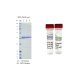Kras(G12D), Gst-Tag