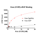 Kras G12R – cRAF Binding Assay Kit 